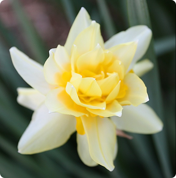 Jonquils and Daffodils Sweet Pea
